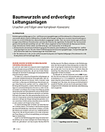 Baumwurzeln und erdverlegte Leitungsanlagen
